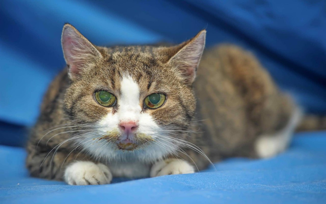 gatto anziano e malato