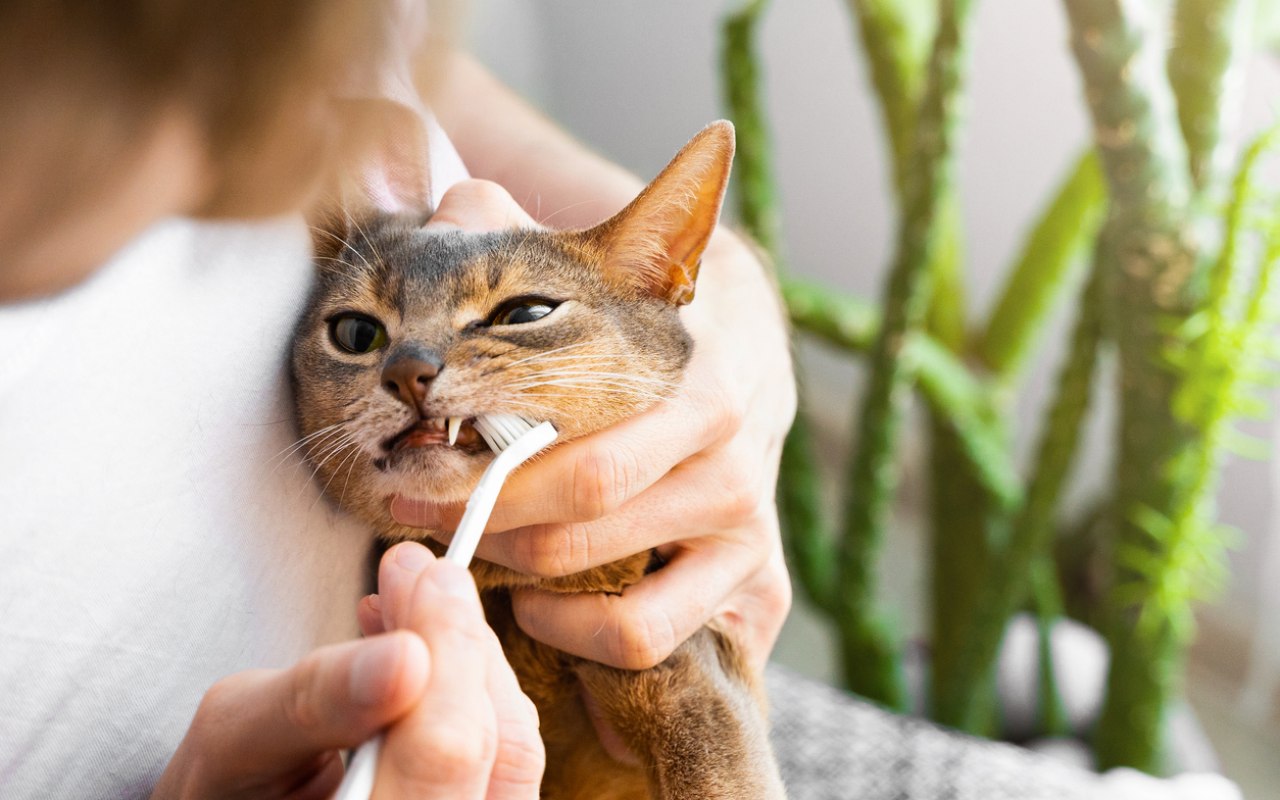 spazzolino per gatti