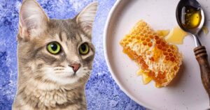 Quando e come dare il miele ai gatti: indicazioni e cosa sapere