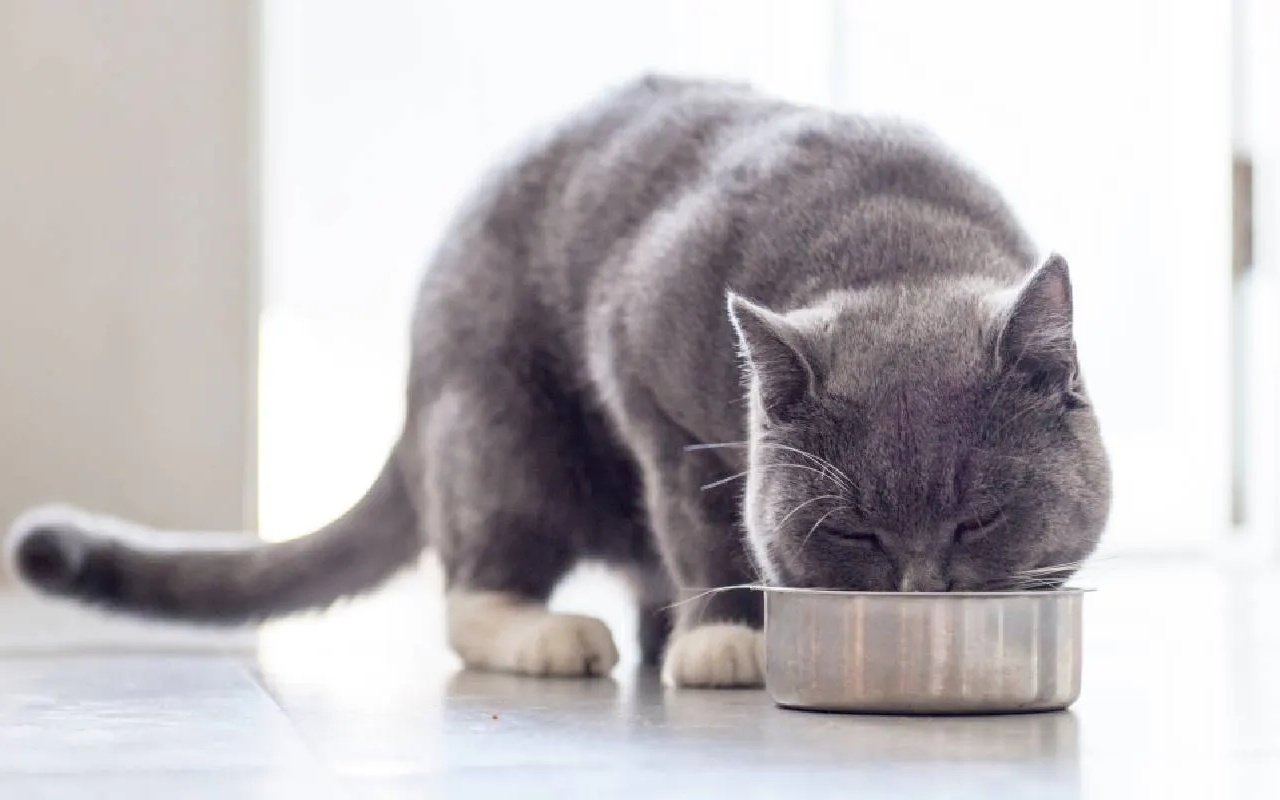 gatto che mangia dalla ciotola