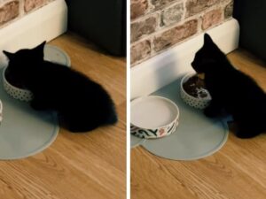 Il gattino prova per la prima volta il cibo umido e le sue porte della percezione si spalancano