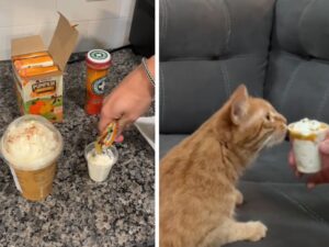 Sì, il papà umano di questo gatto ha deciso di deliziarlo con una mini bevanda autunnale e ha stregato tutti