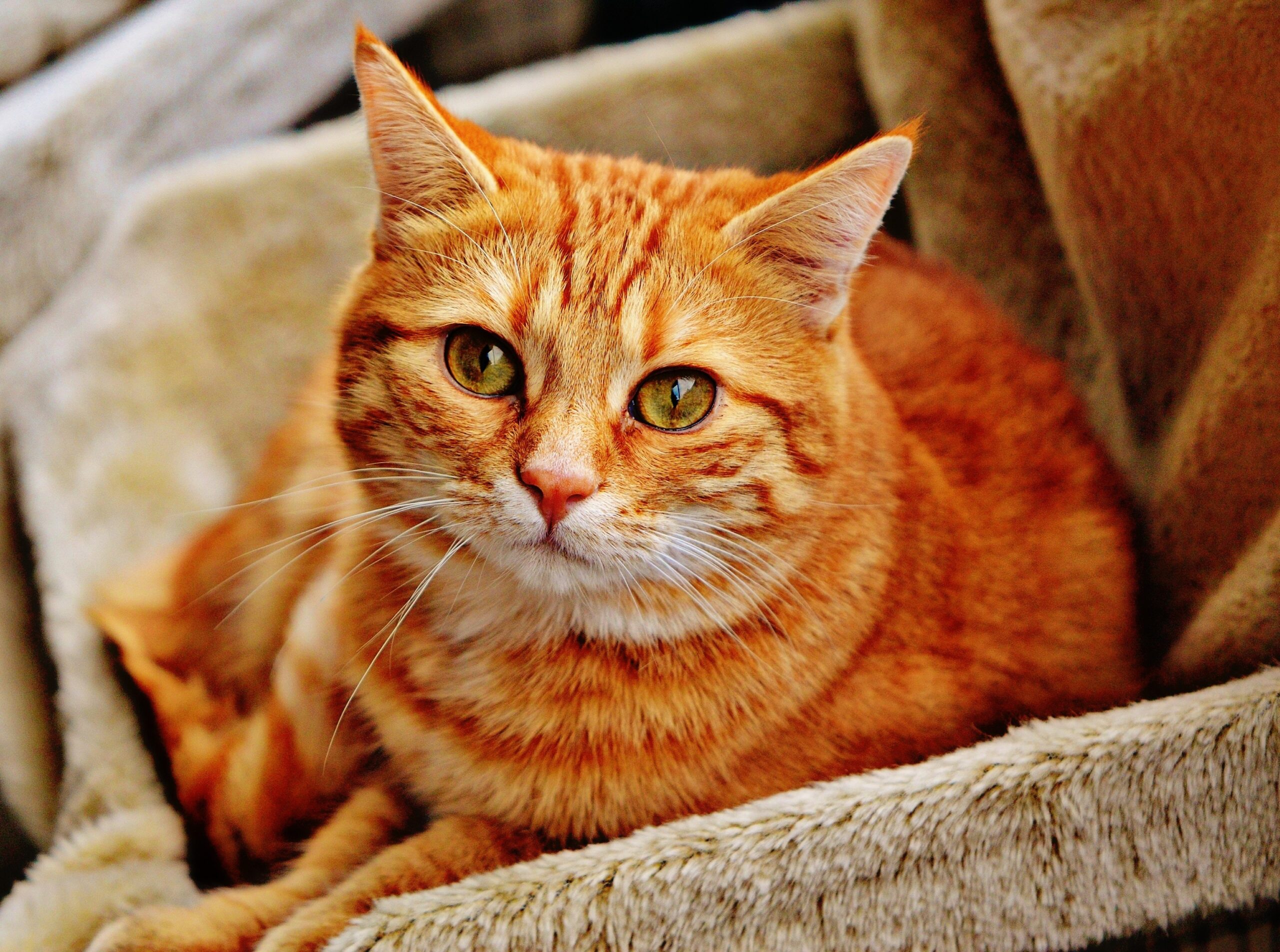 gatto tigrato rosso