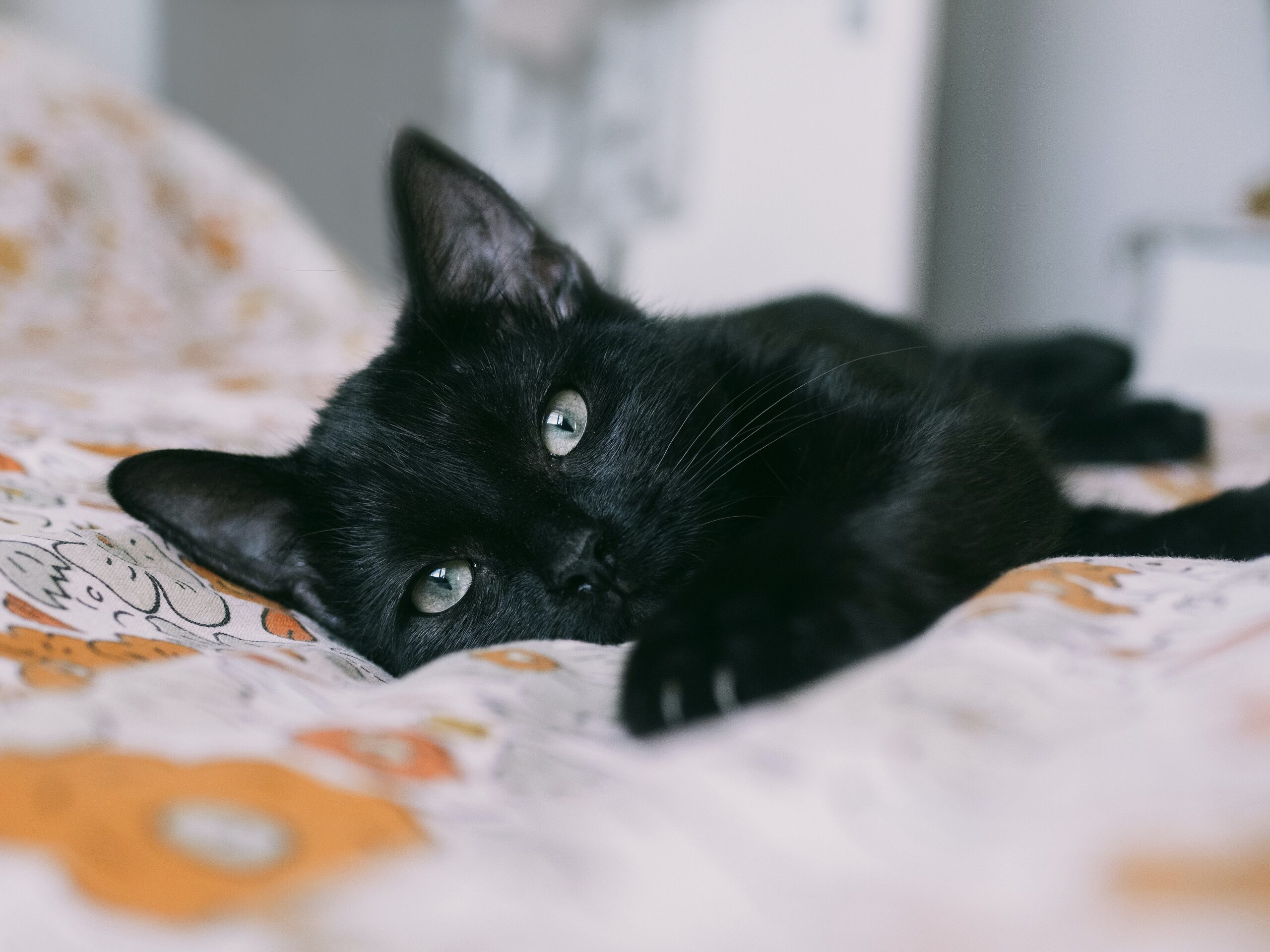 gattino su letto