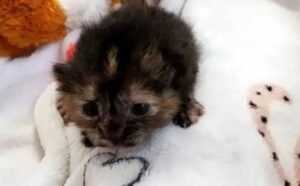 La mamma muore durante il parto e i suoi fratellini non sopravvivono: questa gattina è l’unica a vivere