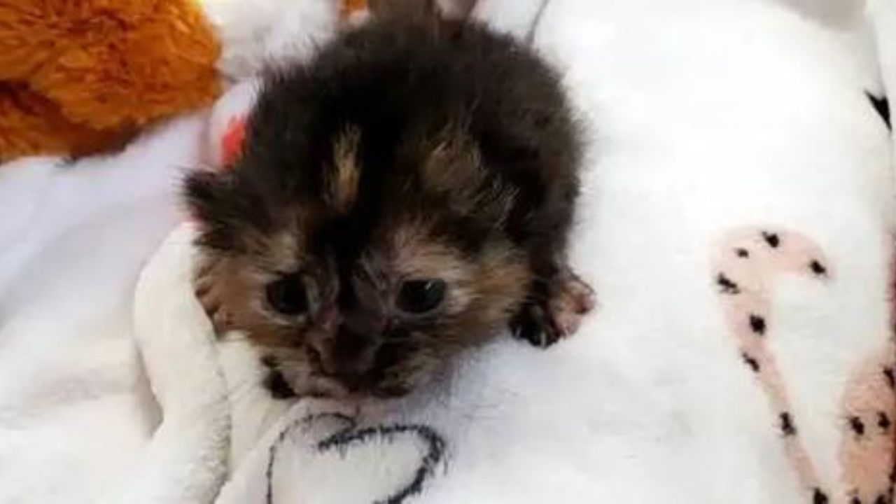 piccolo gattino