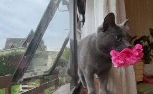 La routine quotidiana del gatto mentre il suo umano si prepara al lavoro è qualcosa di cui non faremo più a meno (VIDEO)