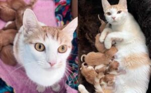 La gatta era felice di aver finalmente trovato un rifugio: dopo pochi giorni dà alla luce 5 bellissimi gattini