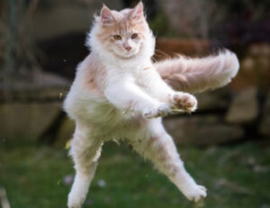5 foto di gatti beccati mentre stanno saltando: sembrano dei veri e propri ninja