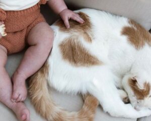 Anaffettivi e solitari? Queste 5 foto di gatti e bambini vi faranno ricredere su di loro