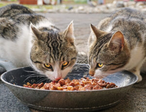 Dare troppo cibo ai gatti li cambia nel profondo, e a dirlo sono gli scienziati