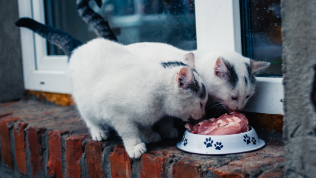 Gatti mangiano molto