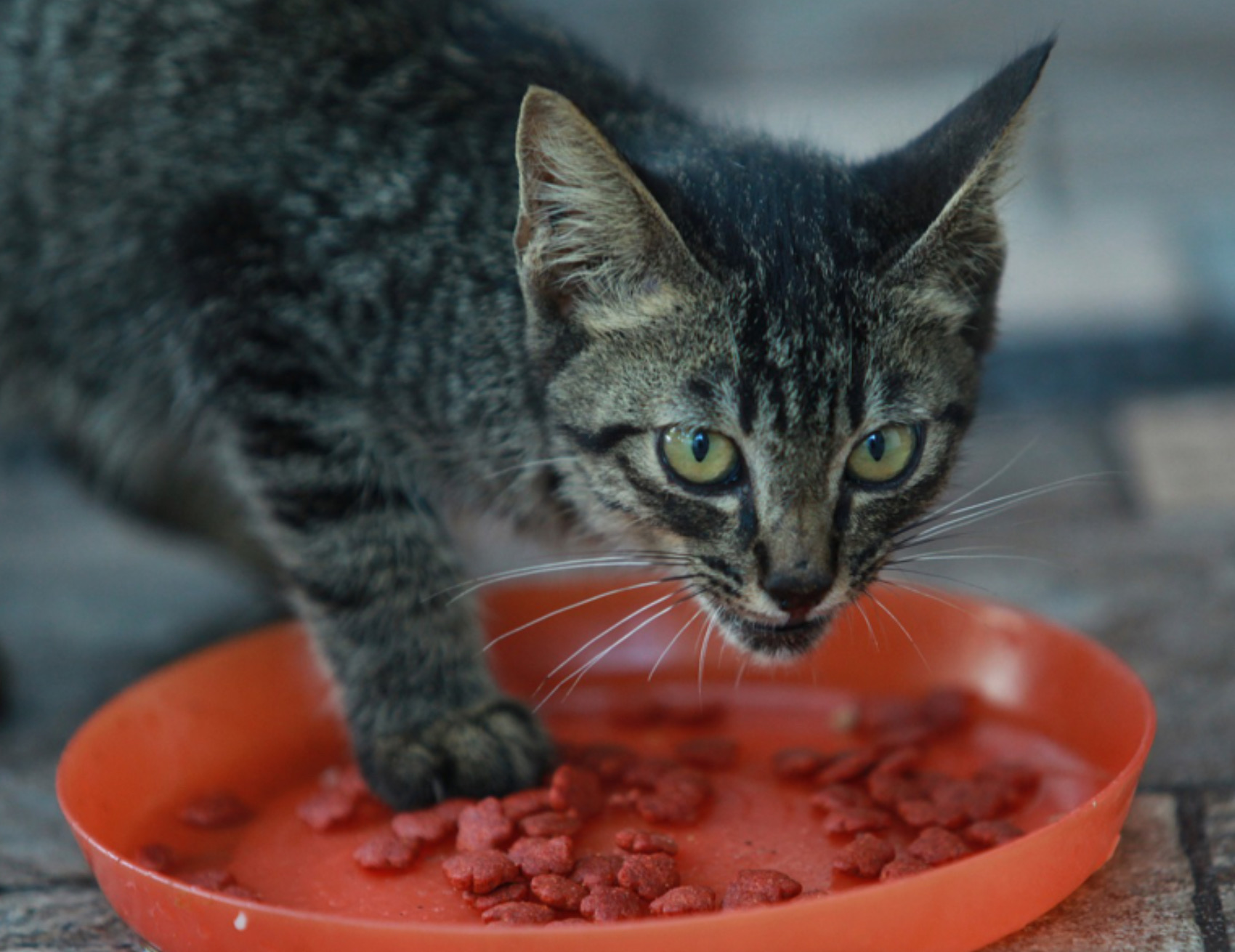 Gatti mangiano tranquilli