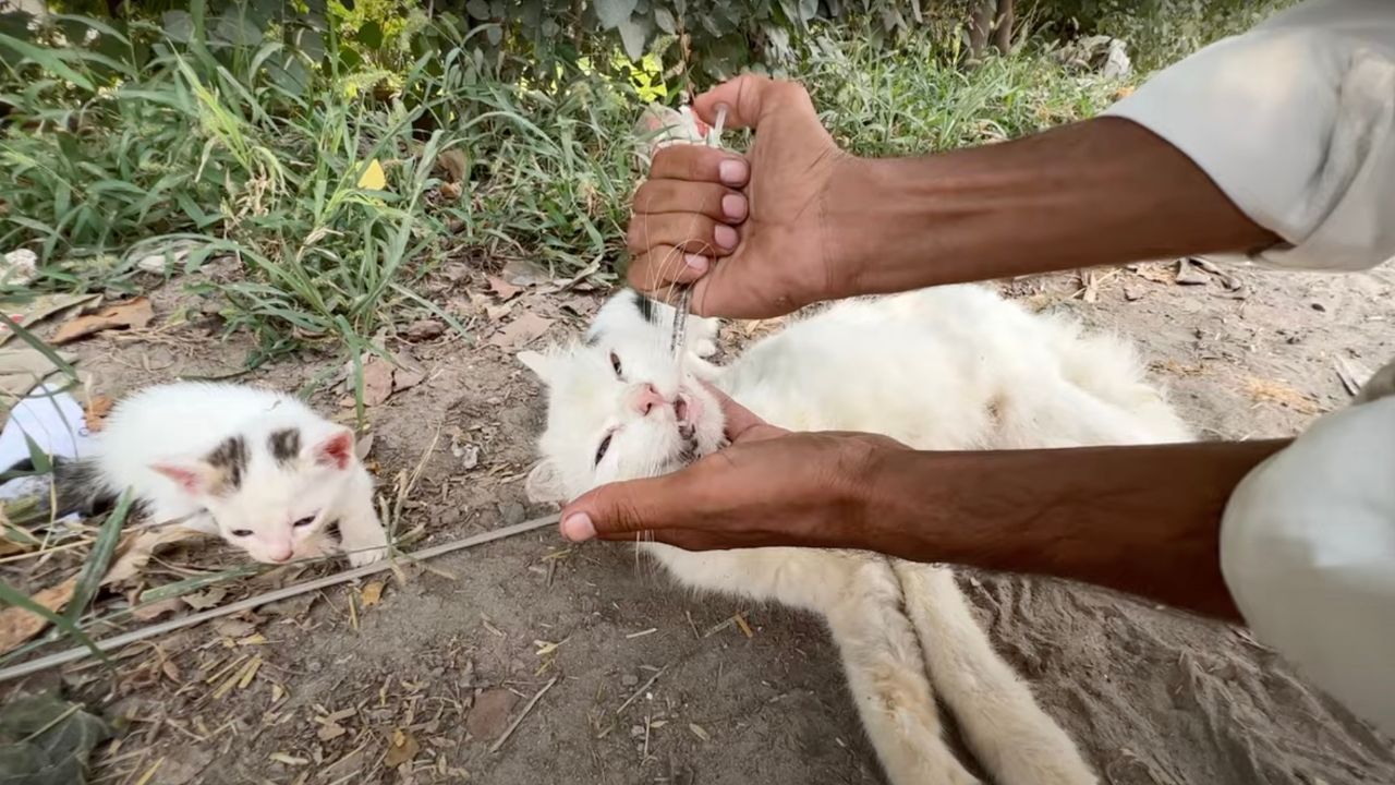 Mamma gatta viene nutrita