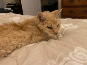 È tornato a casa dopo cinque anni: il gatto Garfield ha sorpreso così i suoi padroni di Riccione