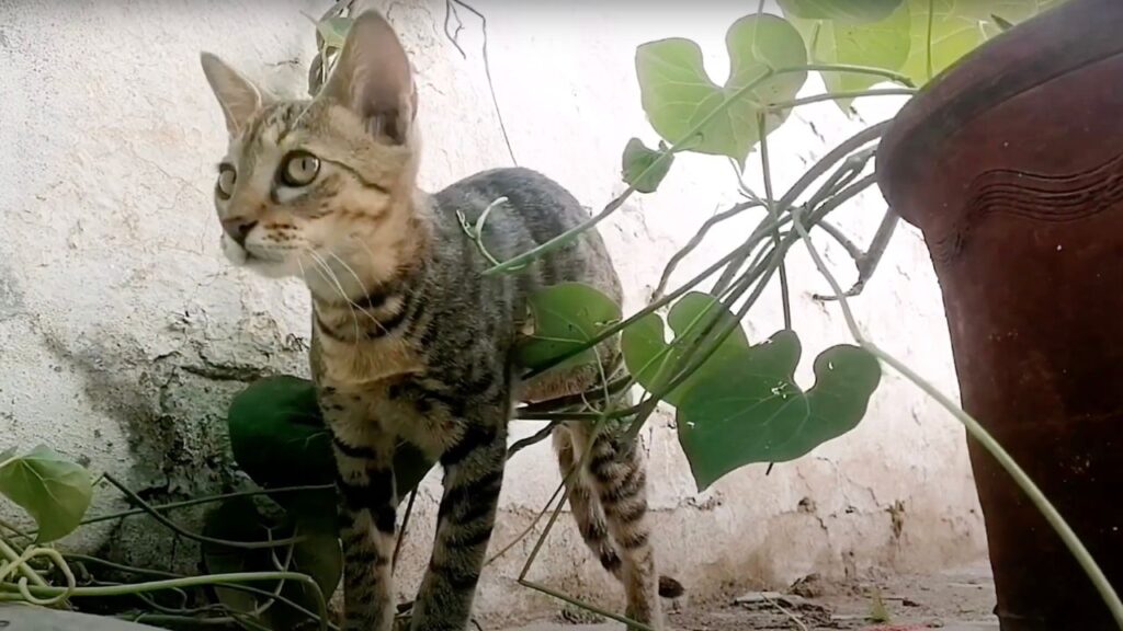 Gatto tra le piantine