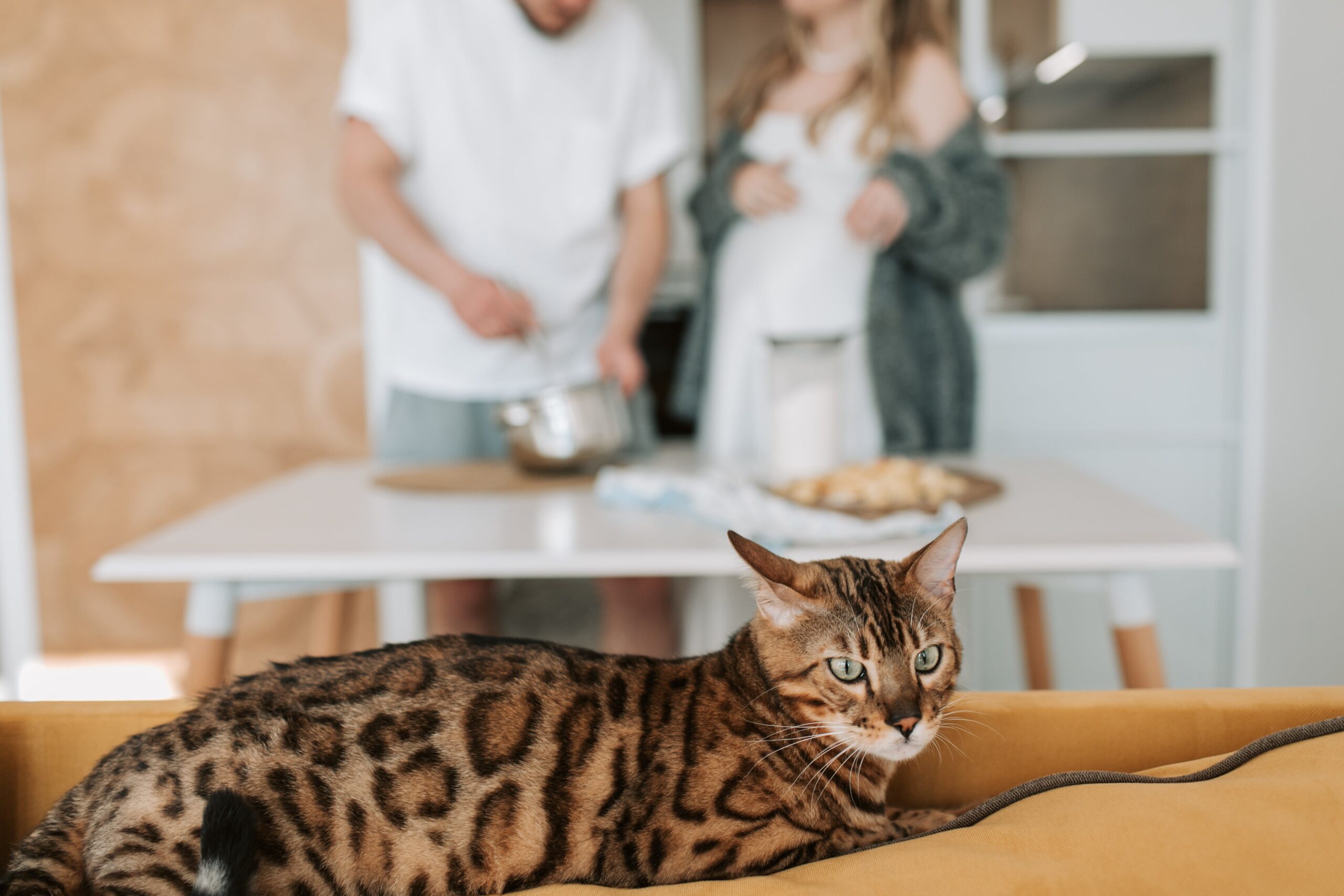 gatto del bengala