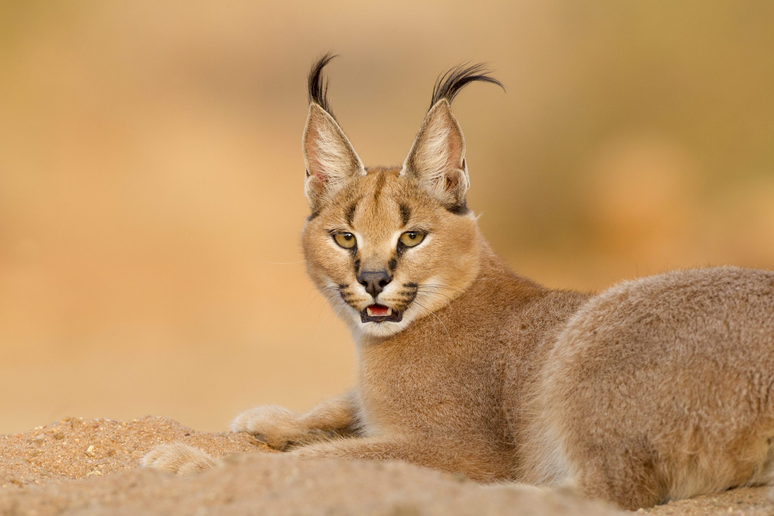 gatto caracal