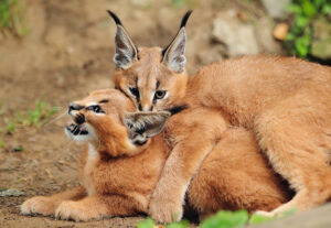 Gatti ibridi: tutte le razze incrociate e più particolari