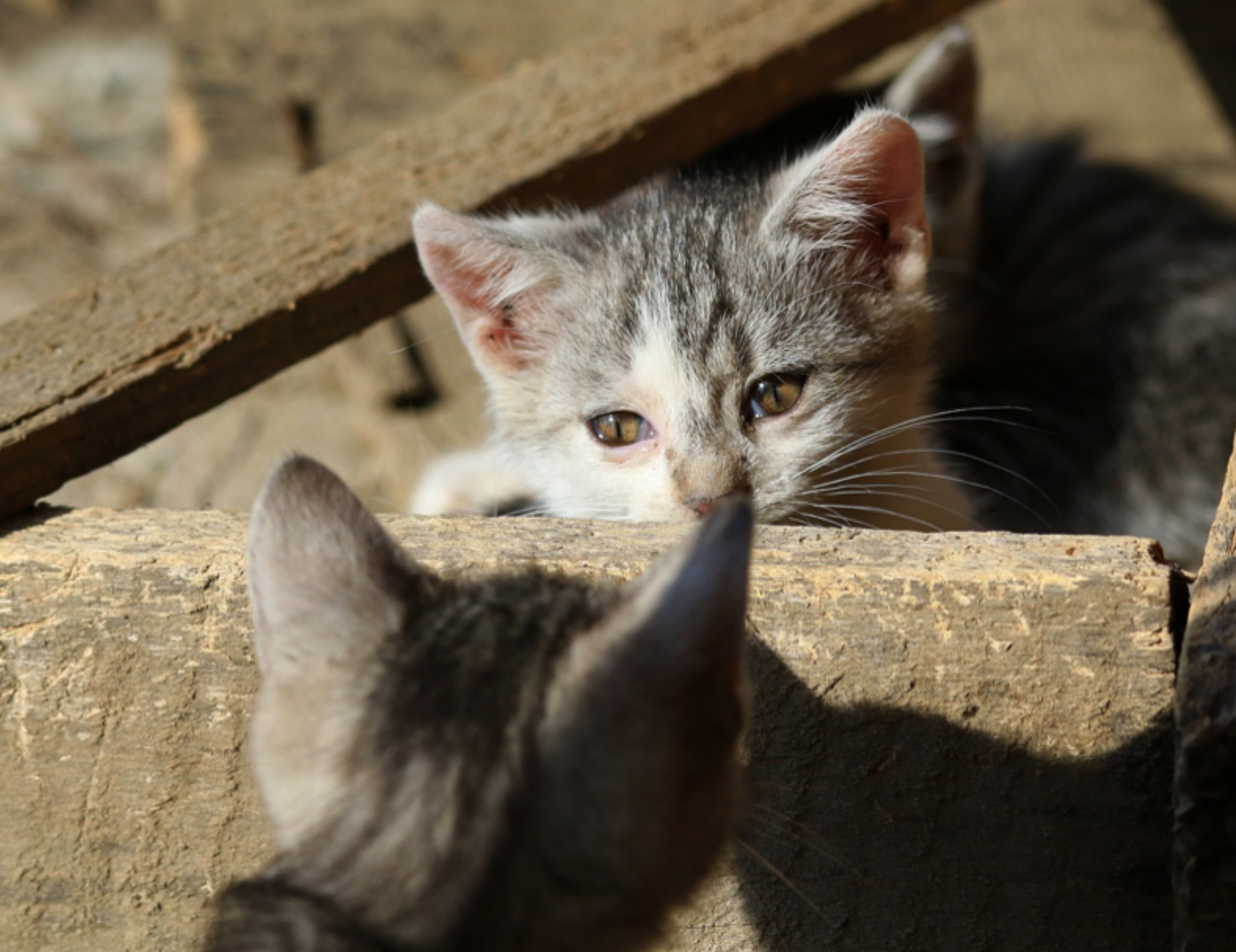 Due gatti si guardano