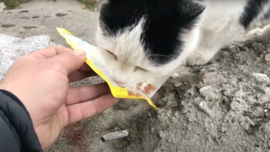 Gattino riceve da mangiare