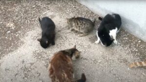 I gattini abbandonati e soli si sono sciolti quando hanno capito che qualcuno si stava prendendo cura di loro