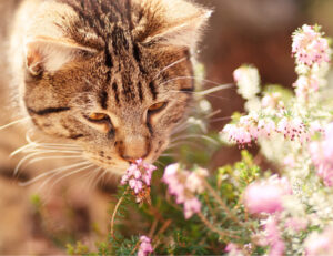 I nasi dei gatti sono mille volte più potenti di quanto si possa anche soltanto immaginare: lo dice la scienza