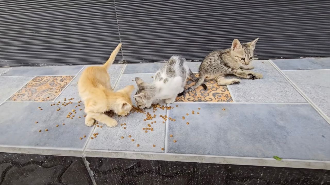 Gatti randagi intenti a mangiare