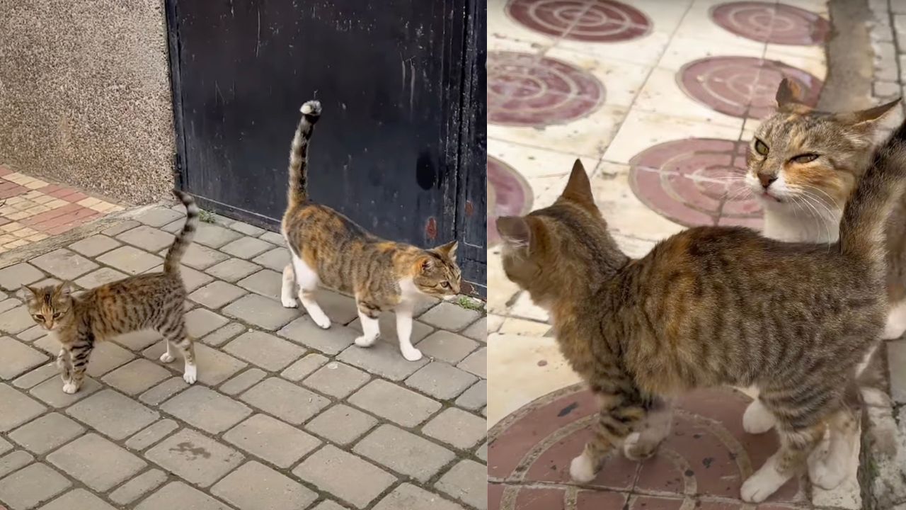 Mamma gatta con il suo cucciolo