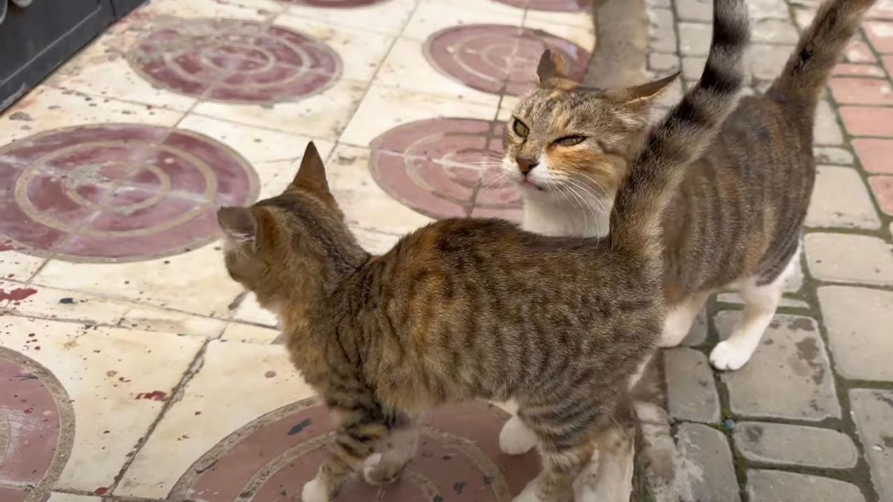 Gattini inseparabili