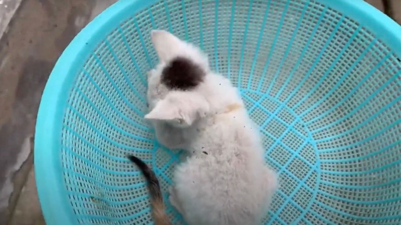 Gattino in una ciotola