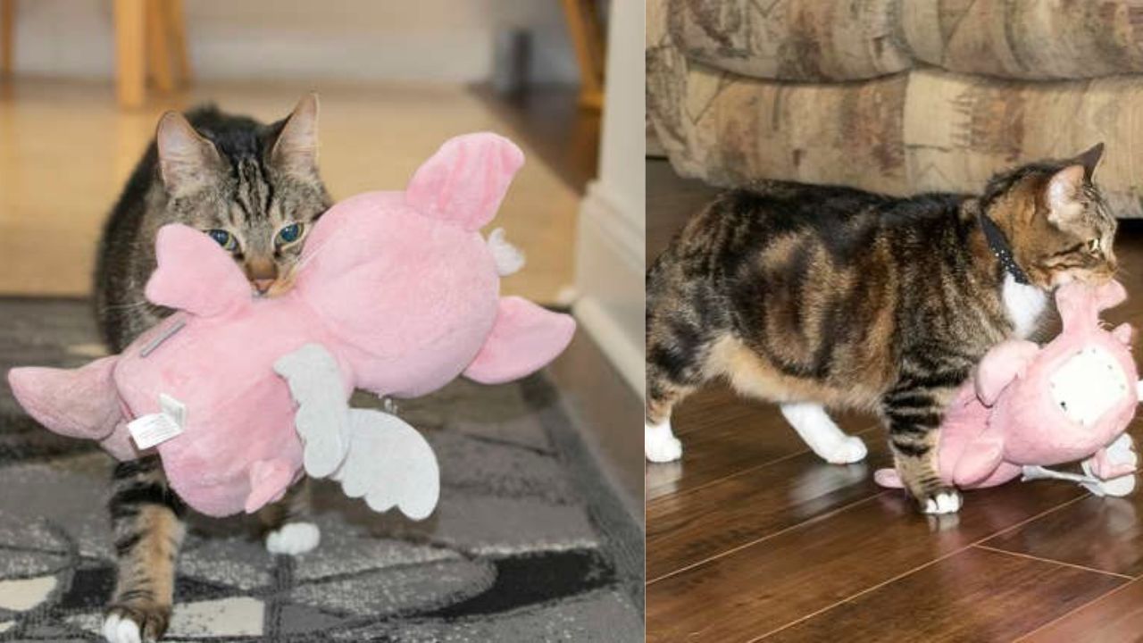 Gattino con maialino rosa