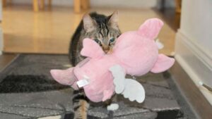 Il gattino appena adottato ha iniziato a provare conforto nel suo peluche a forma di maialino