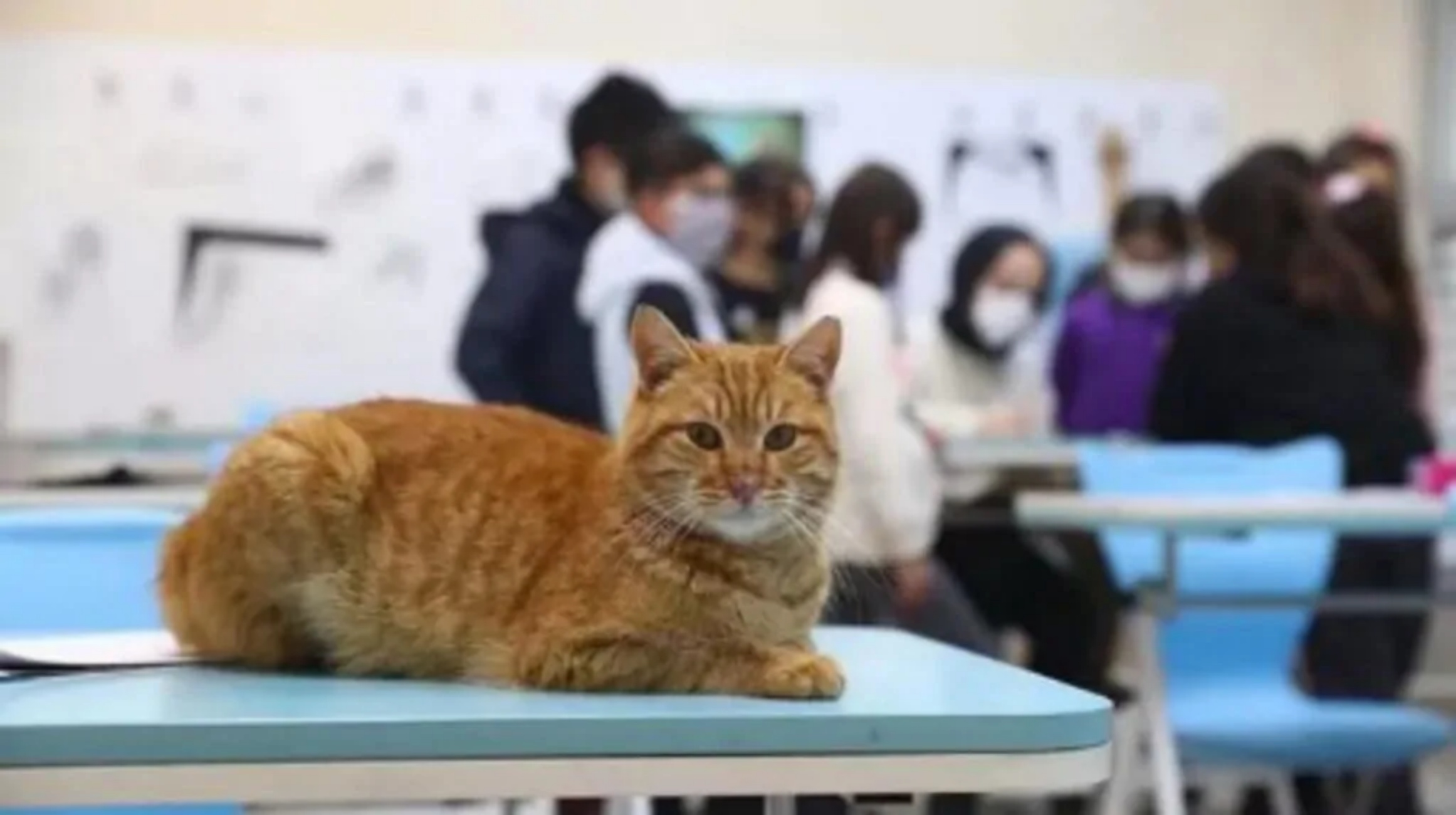 gattino con studenti