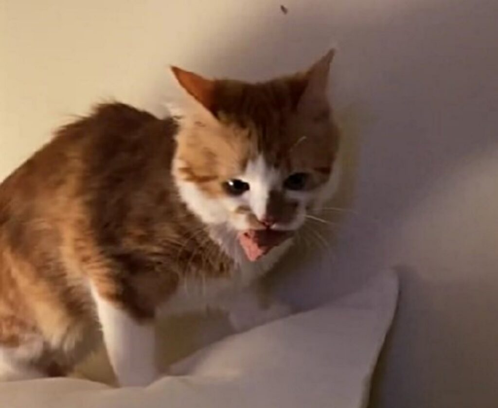 gatto ruba cibo umido