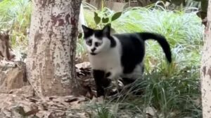 Il gatto con uno strano modo di camminare aveva un solo desiderio: riuscire a trovare una casa calda tutta per lui