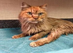 Il gatto di 20 anni è così felice di avere finalmente una casa che non riesce più a smettere di fare le fusa