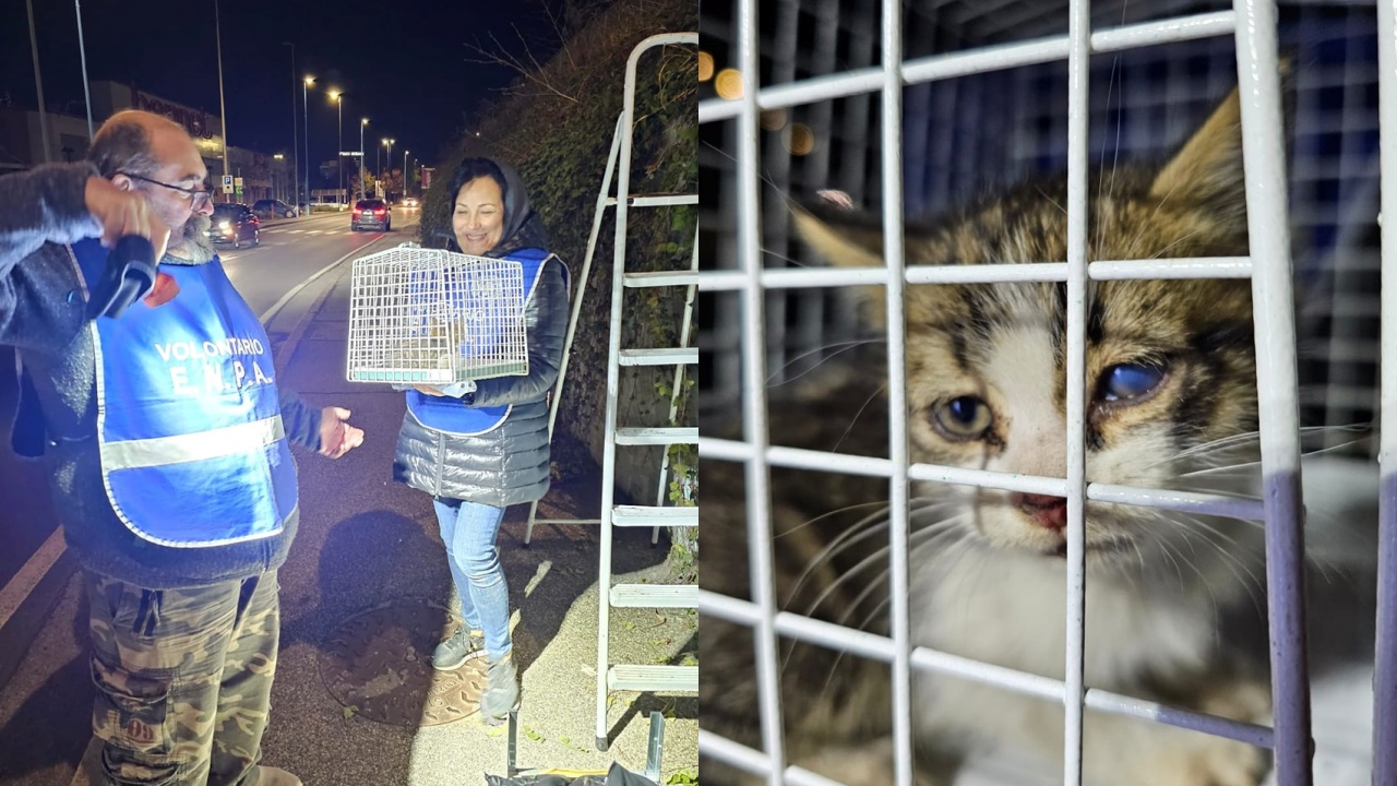 enpa salva gatto in tangenziale