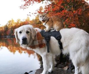 Il gatto estroverso è l’unico motivo per cui questo cane di servizio riesce finalmente a superare la sua timidezza