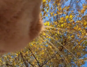 Il gatto insegue uno scoiattolo e tutti possono vedere quanto si diverte grazie a una speciale videocamera