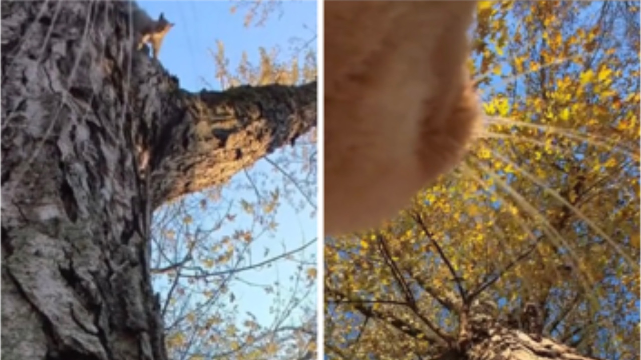 Gatto guarda il ramo