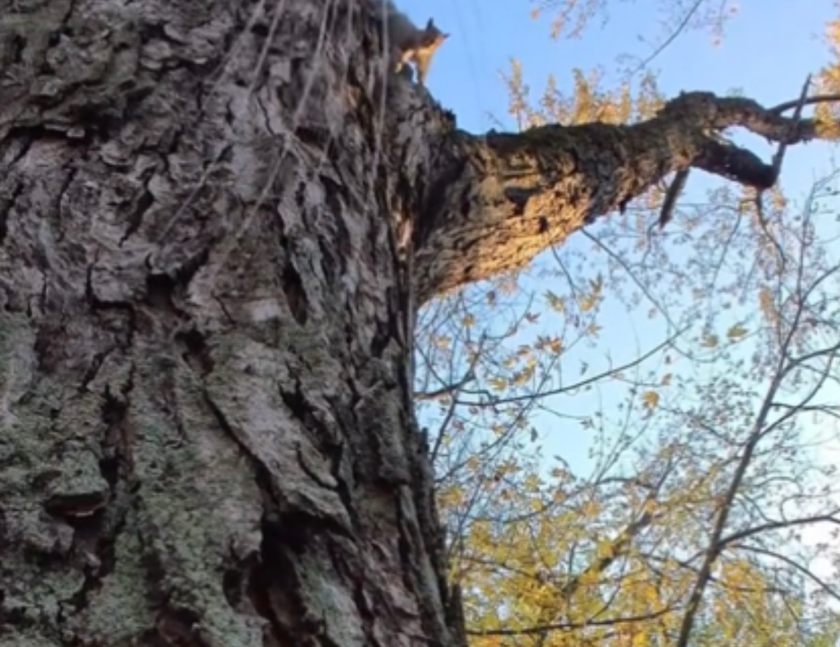 Scoiattolo sull’albero