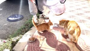Il piccolo gattino randagio dispettoso affronta quello più anziano cercando di rubargli il cibo