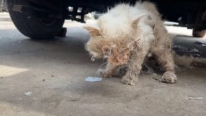 Il povero gatto non poteva credere che il suo padrone lo avrebbe abbandonato in queste condizioni