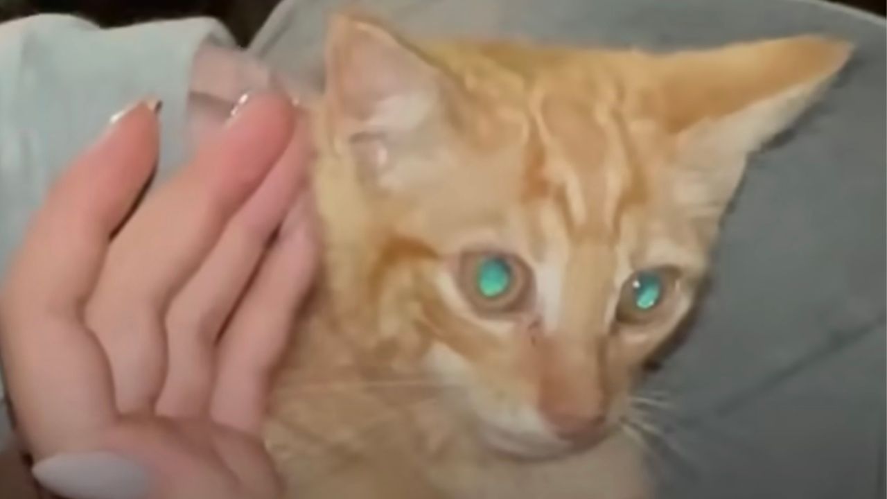 Gattino arancione