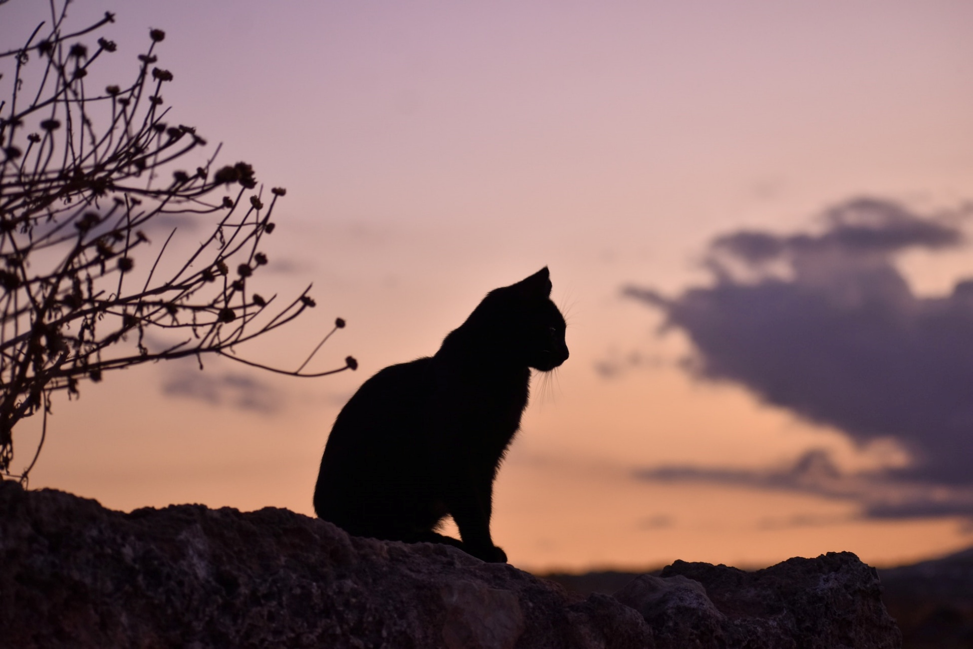 gatto eroe salva umano dalle fiamme