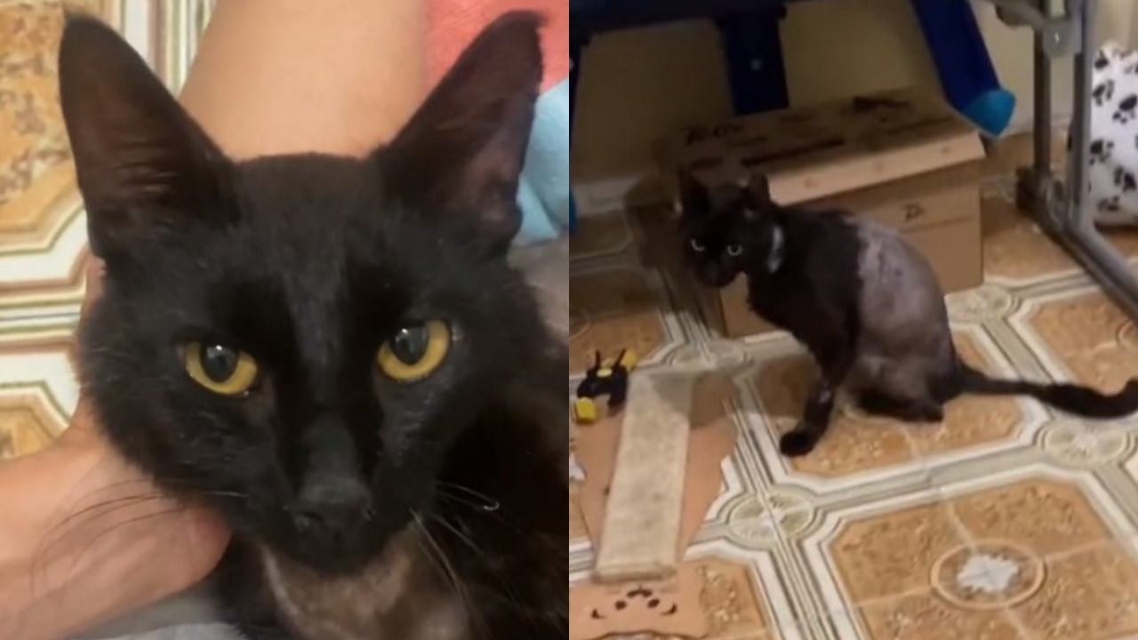 gatto tornato a splendere