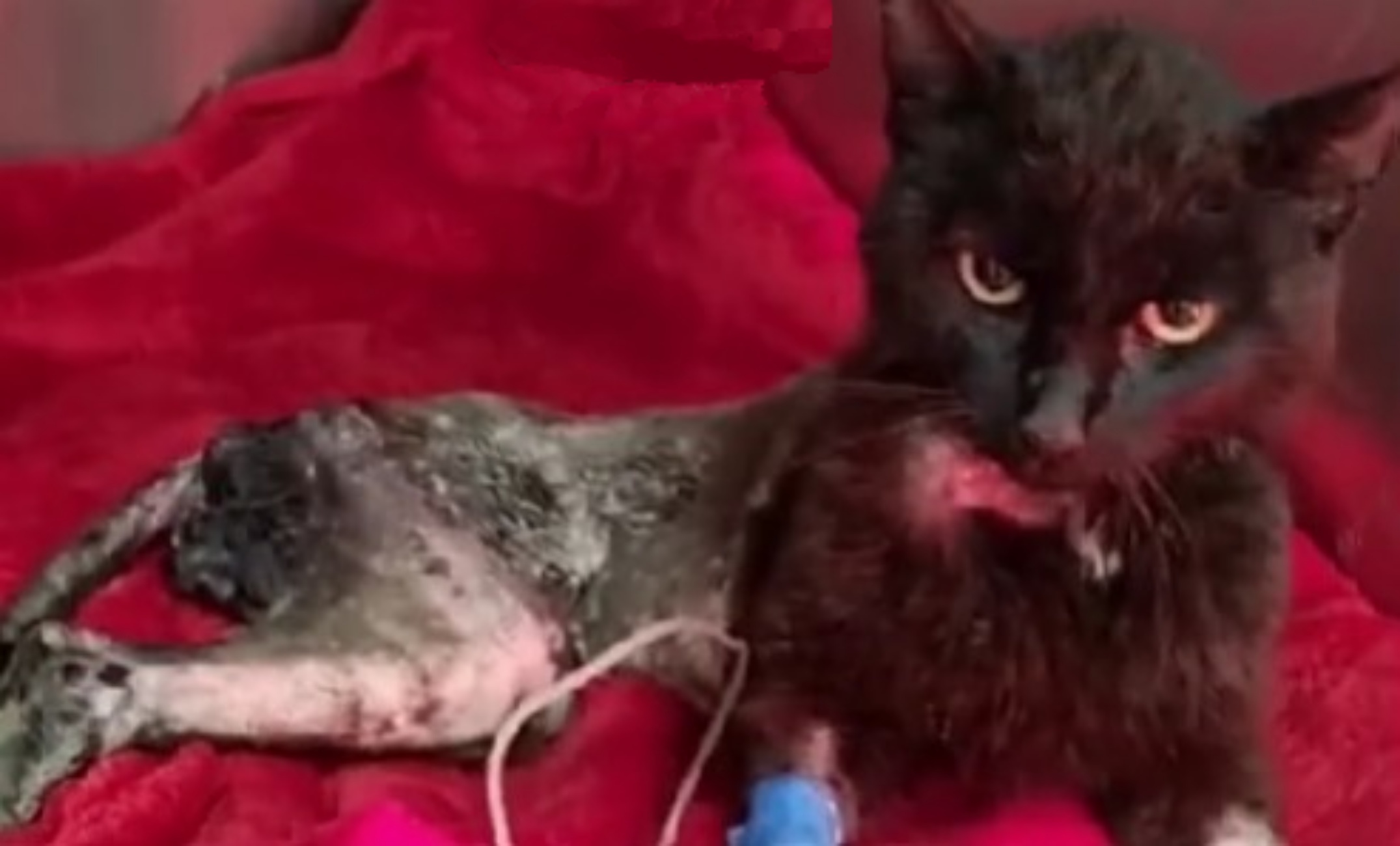 gatto in fin di vita è tornato a splendere