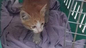 Intrappolato e bloccato nel motore della macchina, questo gattino poteva fare una bruttissima fine