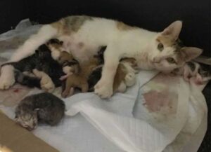 La donna porta in ufficio una gatta, poi scopre che è incinta: adesso tutti sono deliziati dai micini appena nati